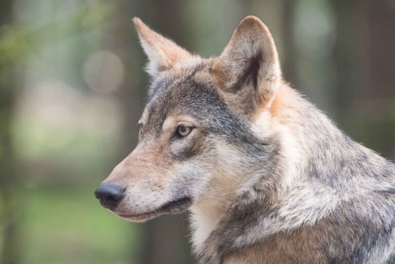 Für ein Miteinander von Wolf und Weidetieren