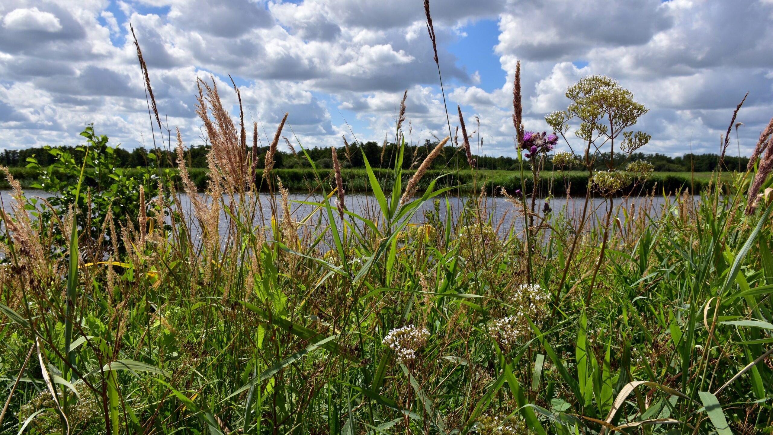 Ein Feld mit hohem Gras neben einem Gewässer