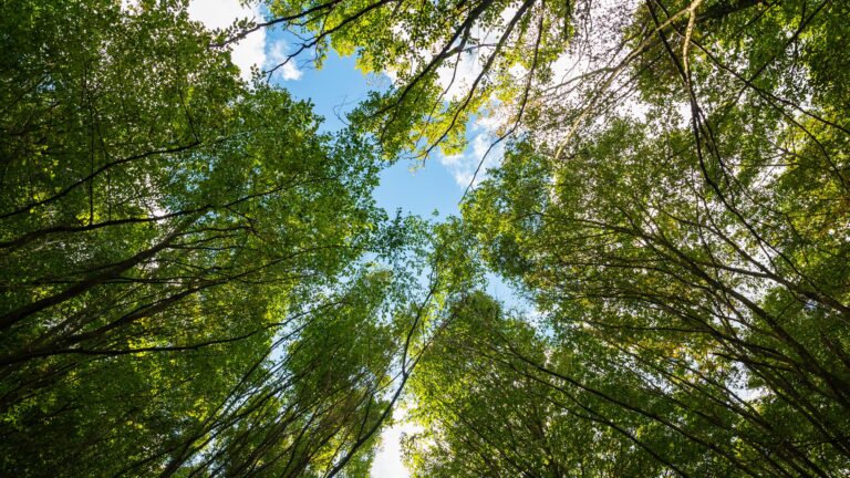 Grüne: Mit dem 250 Millionen Euro-Programm wird Klimaschutz planbar, finanzierbar und wirksam