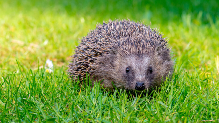 Rechtliche Prüfung eines Nachtfahrverbotes für Mähroboter
