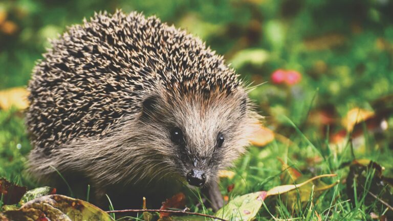 Aufklärung für mehr Igelschutz