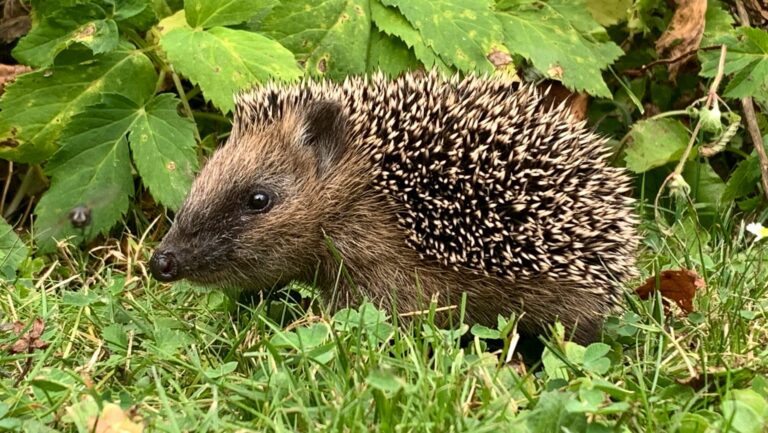 GRÜNE starten Offensive für besseren Wildtierschutz